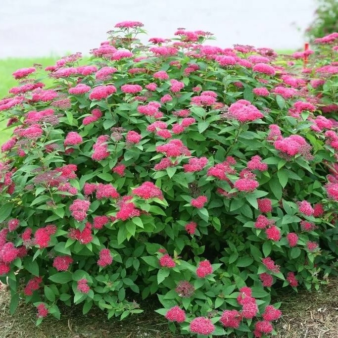 Спирея японская Дартс Ред