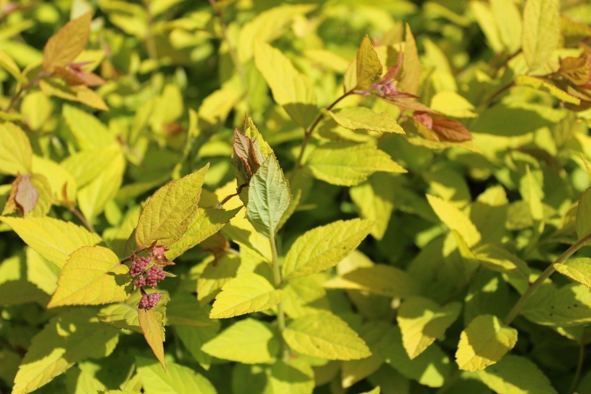 Спирея японская Литтл Принцесс - фото 4