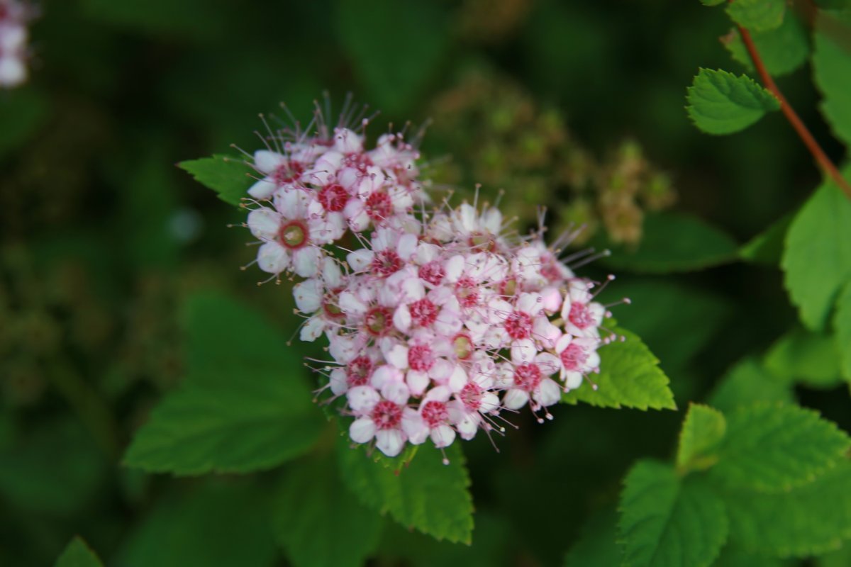 Спирея японская Литтл Принцесс - фото 7