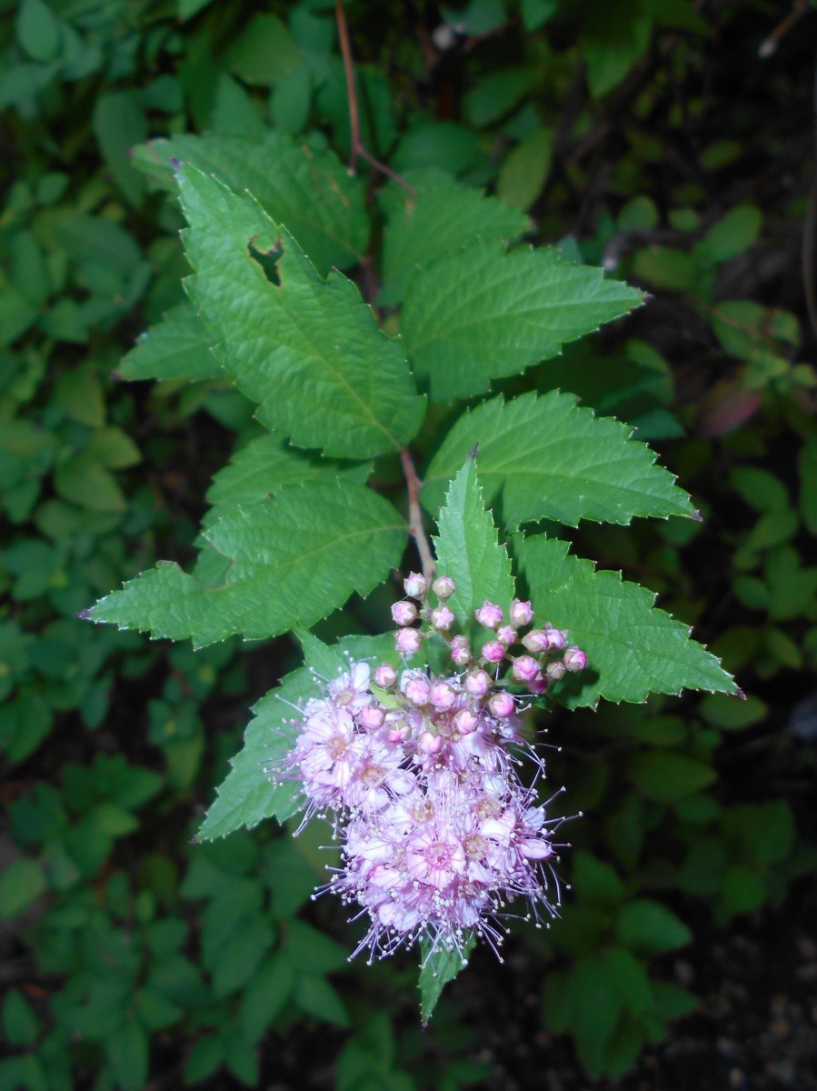 Спирея японская Литтл Принцесс - фото 8