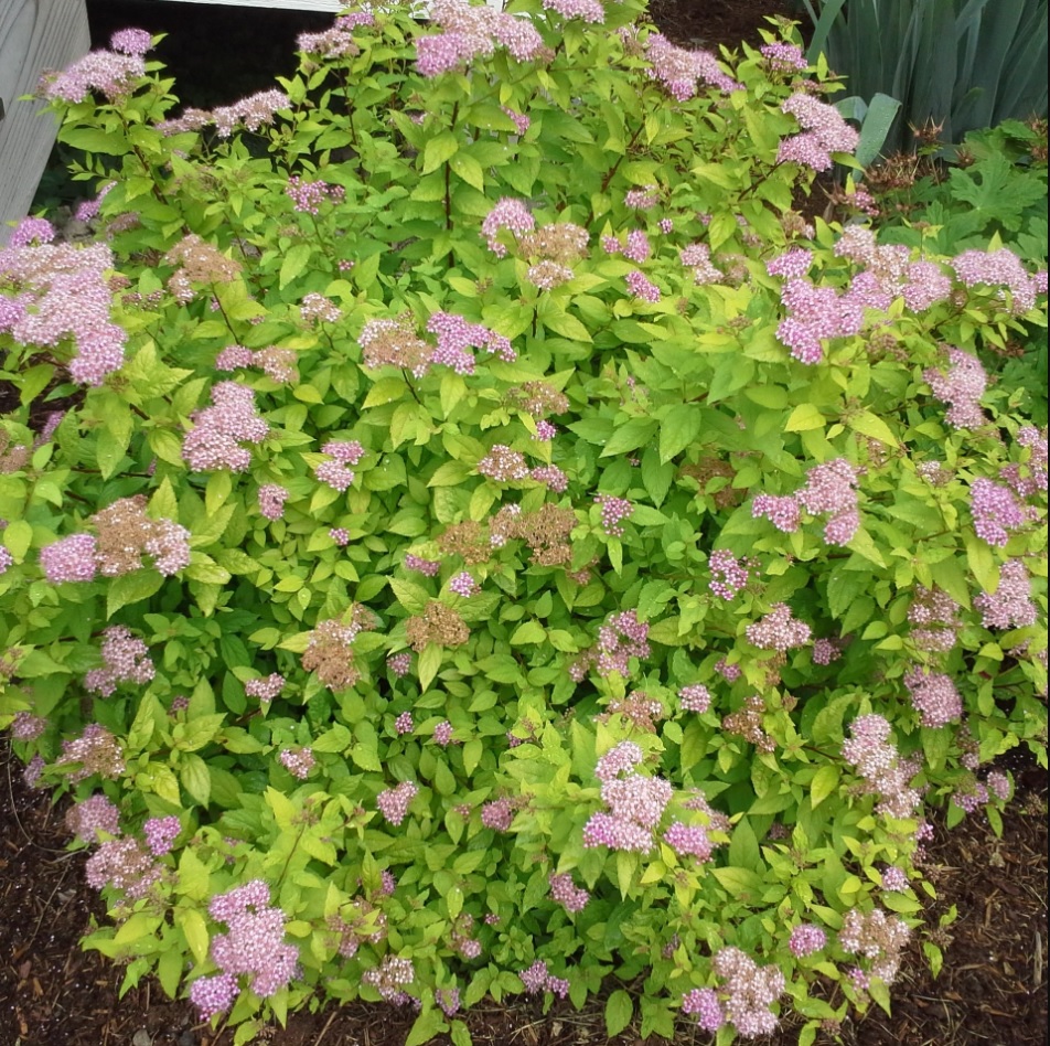 Спирея японская Литтл Принцесс