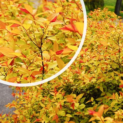 Спирея японская Фаерлайт