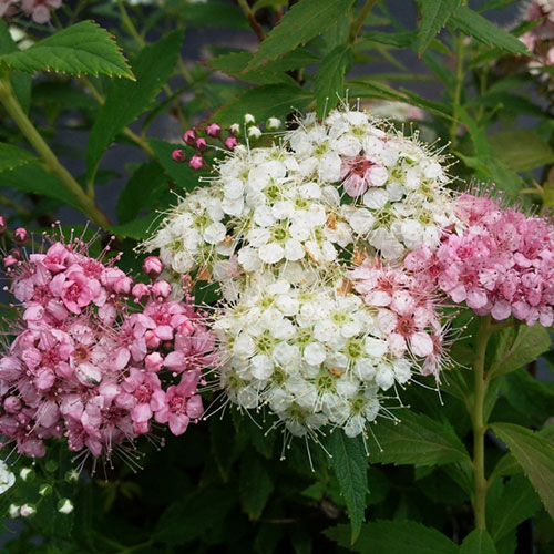 Спирея японская Широбана