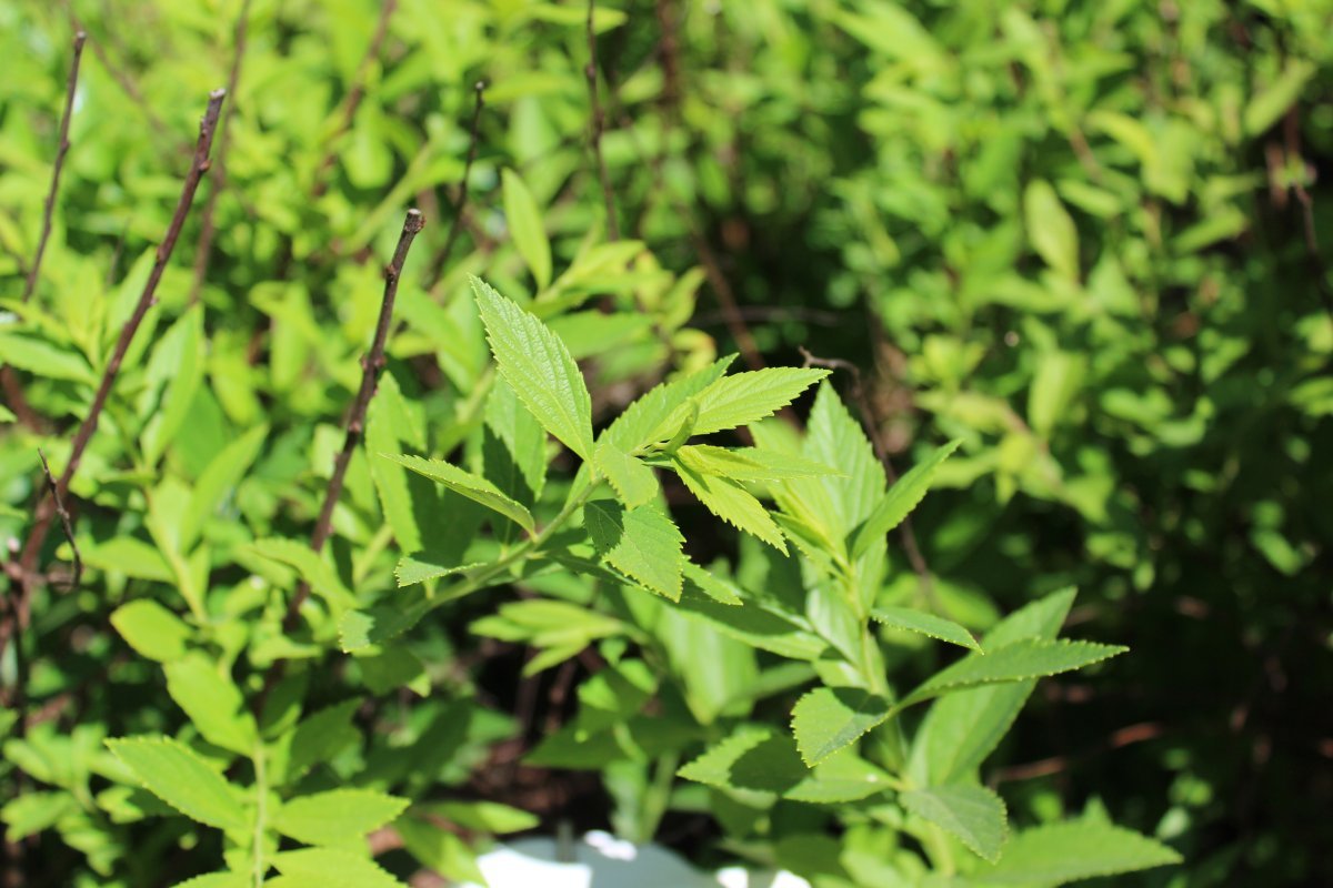 Спирея японская Широбана