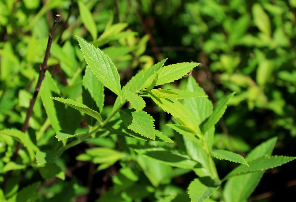 Спирея японская Широбана - фото 3