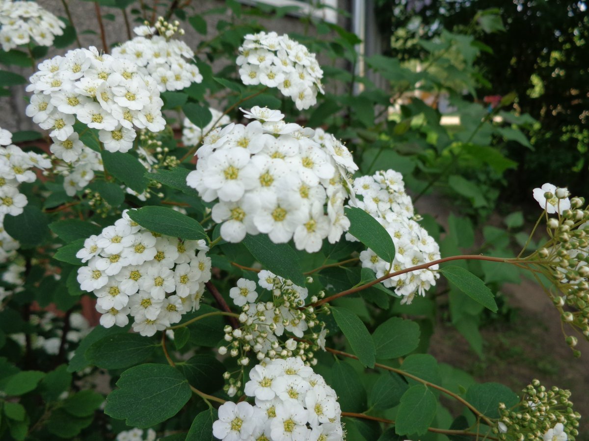 Спирея Вангутта - фото 7