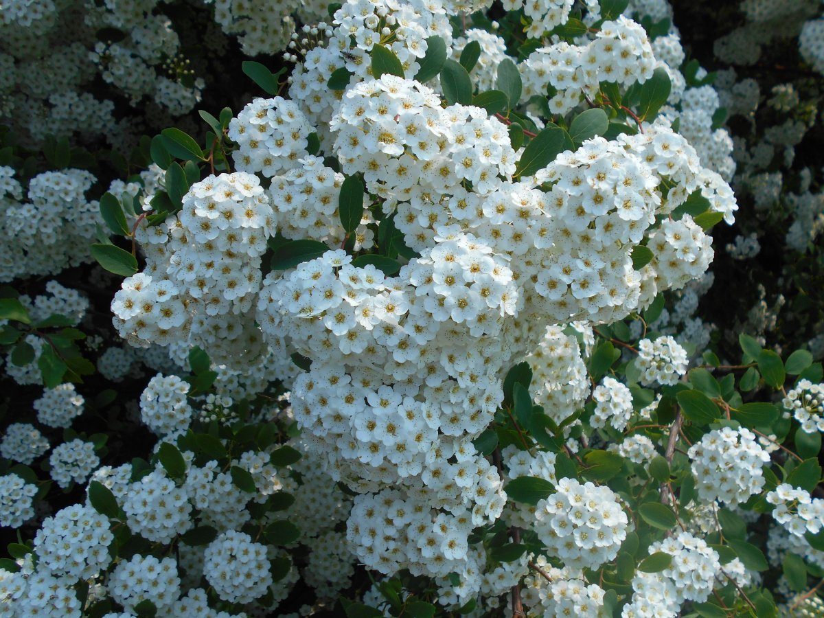 Спирея Вангутта - фото 10