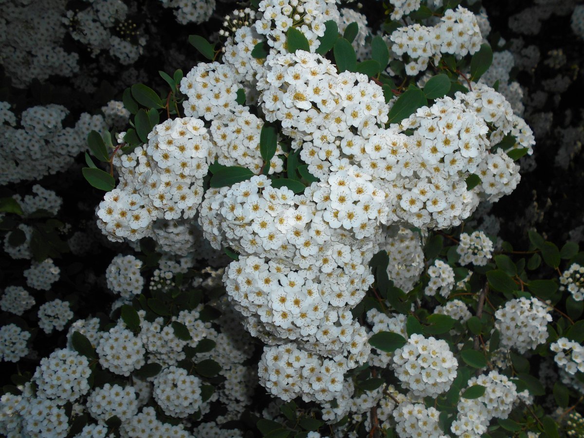 Спирея Вангутта - фото 11