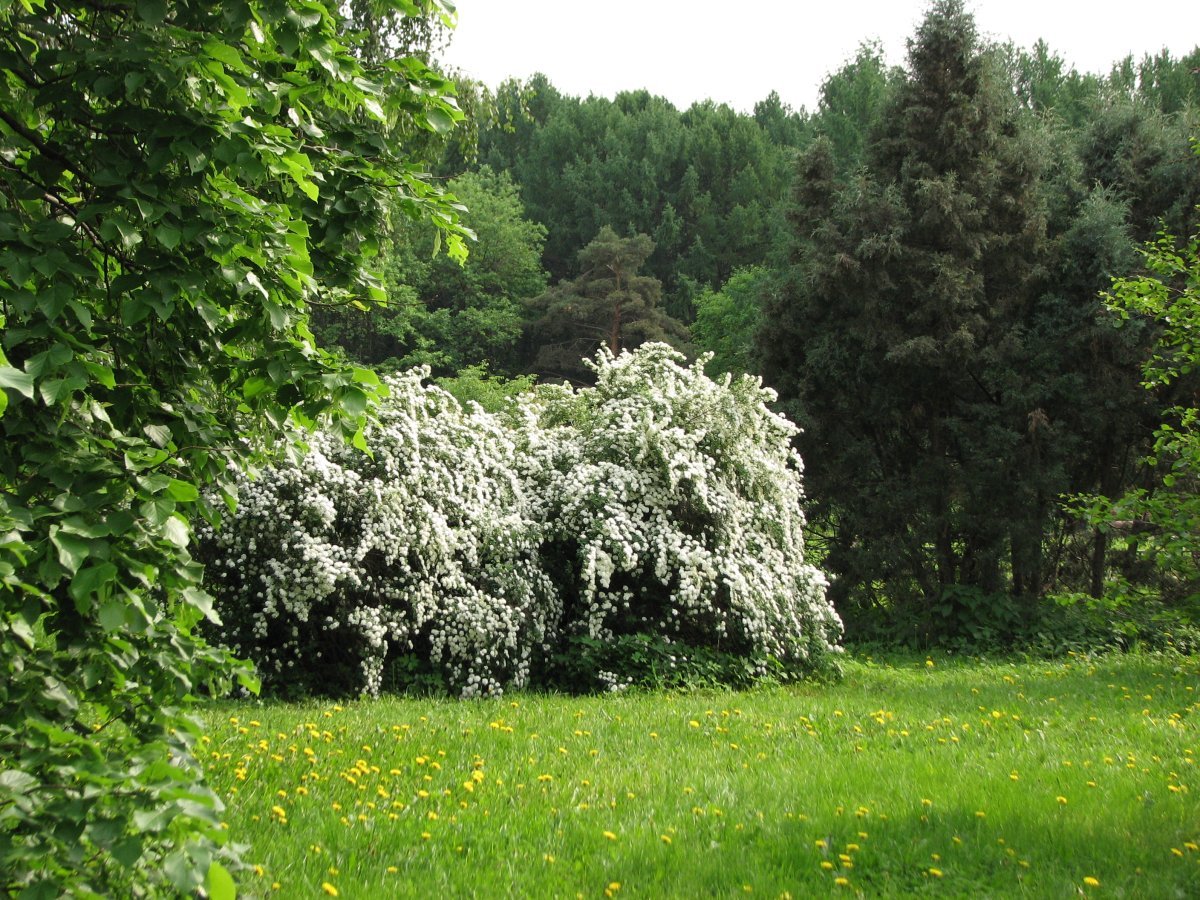 Спирея Вангутта - фото 8