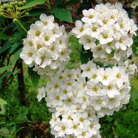 Спирея Вангутта