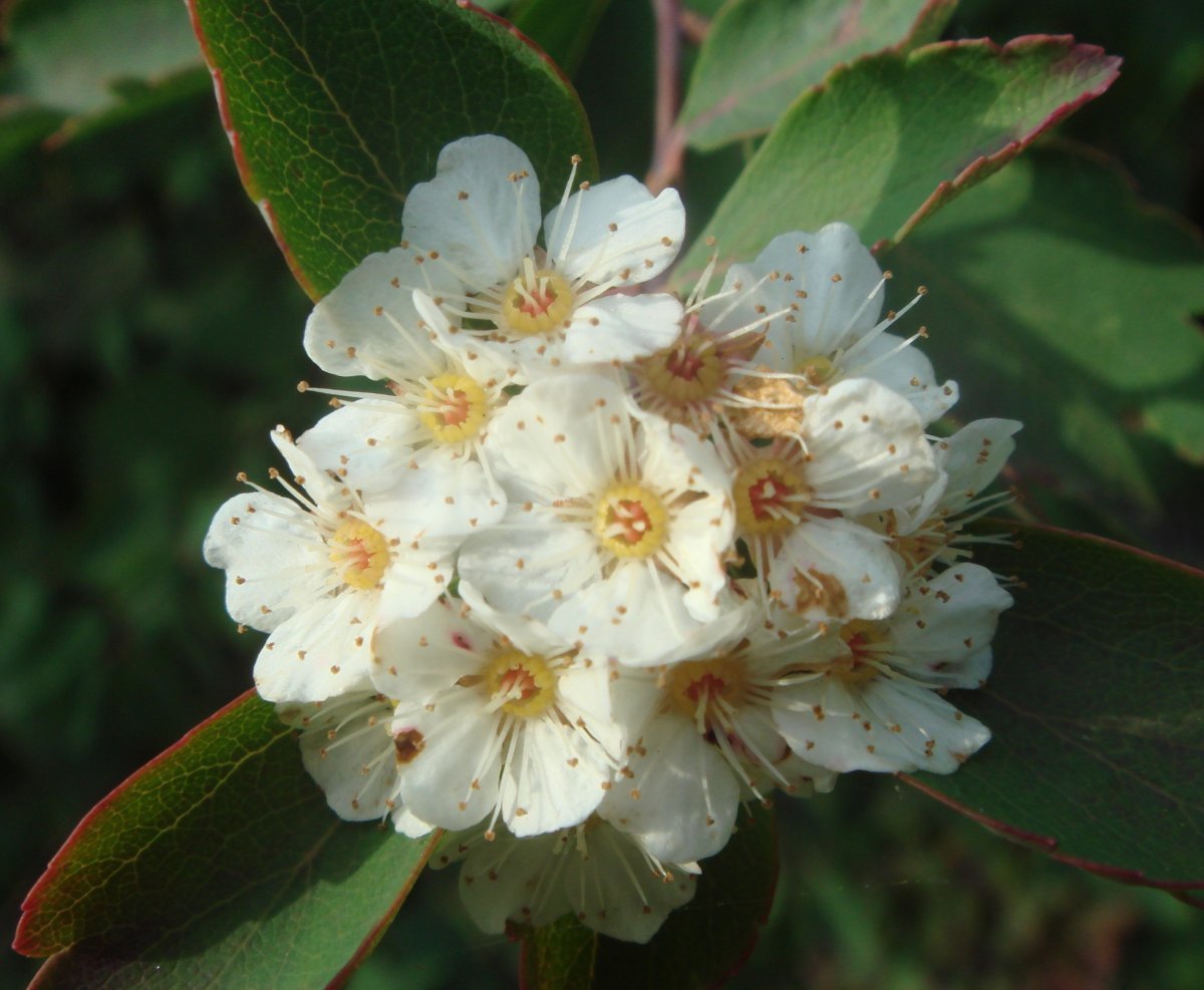 Спирея Вангутта - фото 5