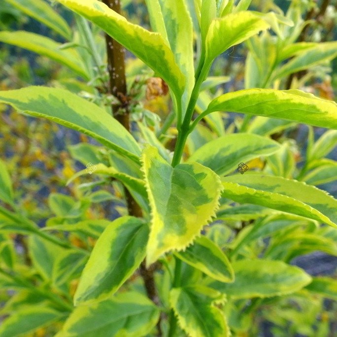 Форзиция средняя Голден Таймс