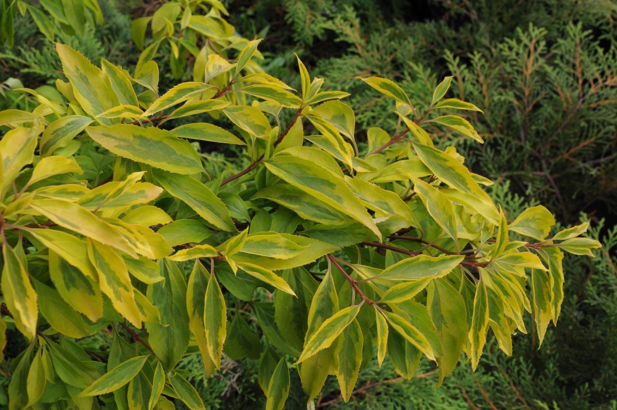 Форзиция средняя Голден Таймс