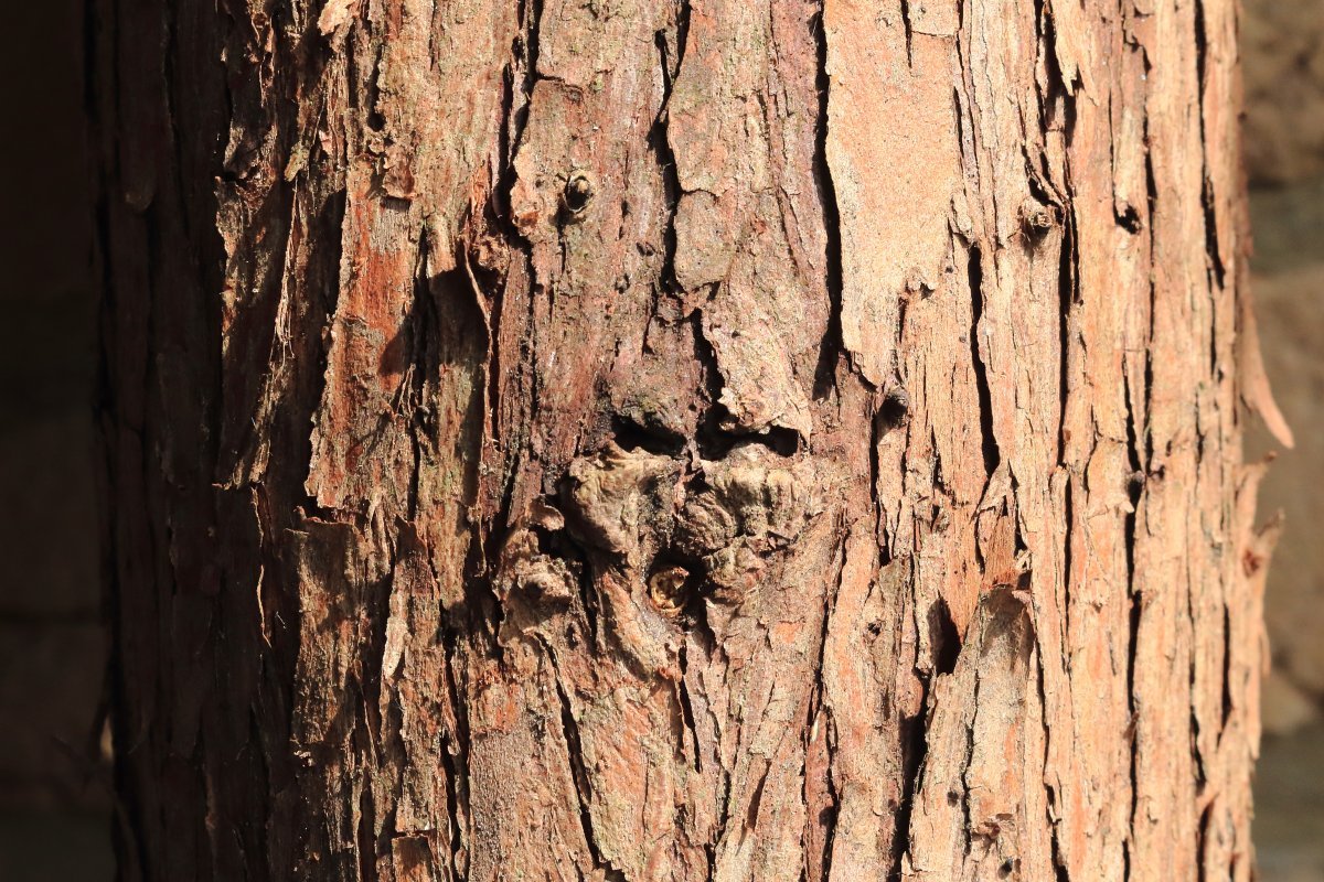 Туя западная - фото 5