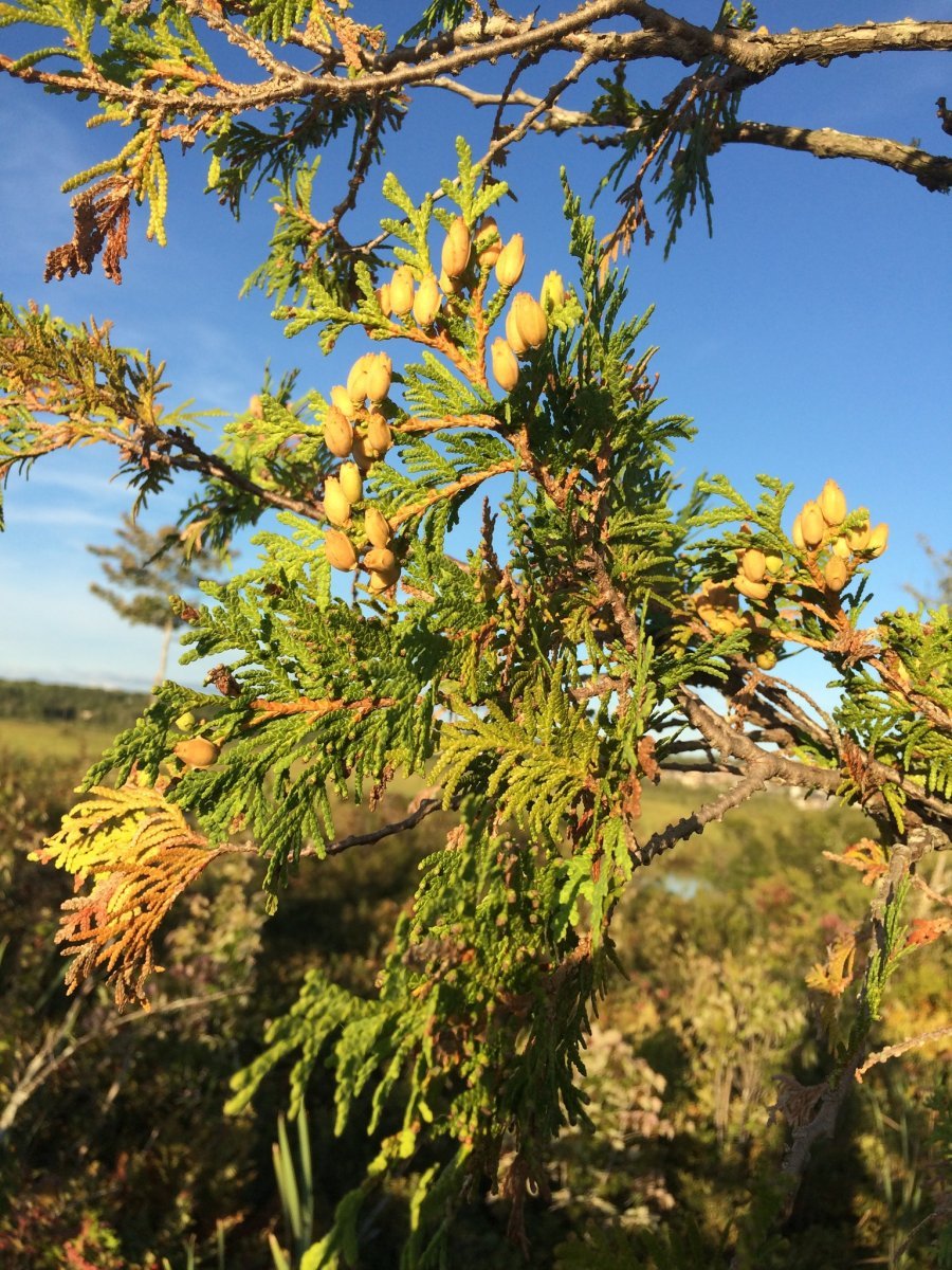 Туя западная - фото 9