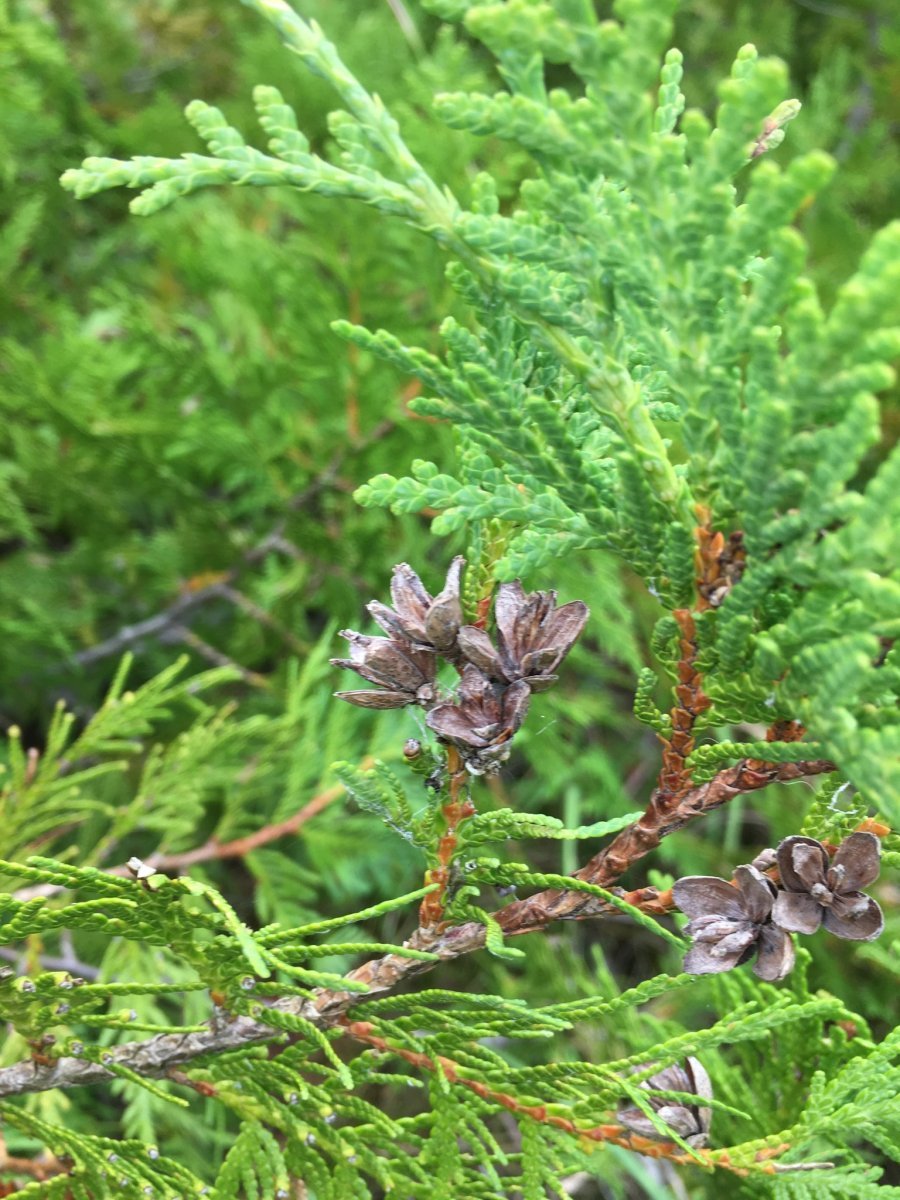 Туя западная - фото 8