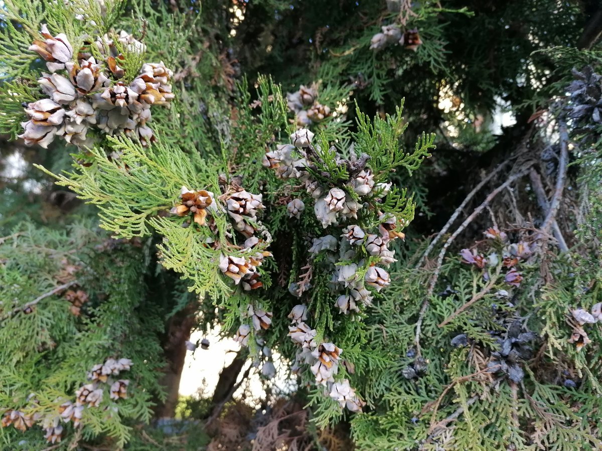 Туя западная - фото 4