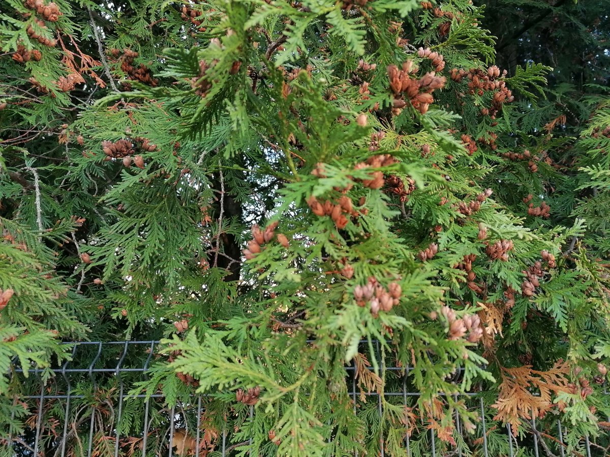 Туя западная - фото 2