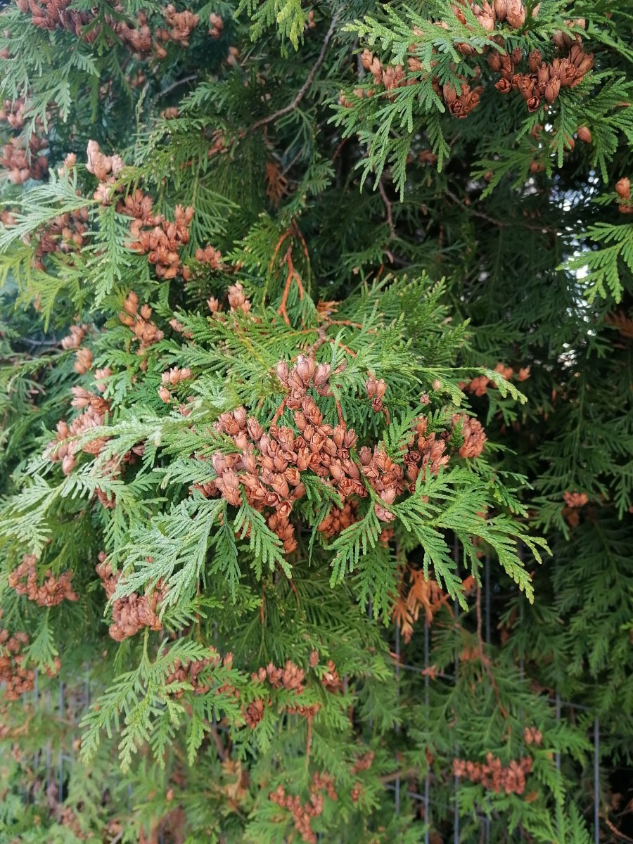 Туя западная - фото 3