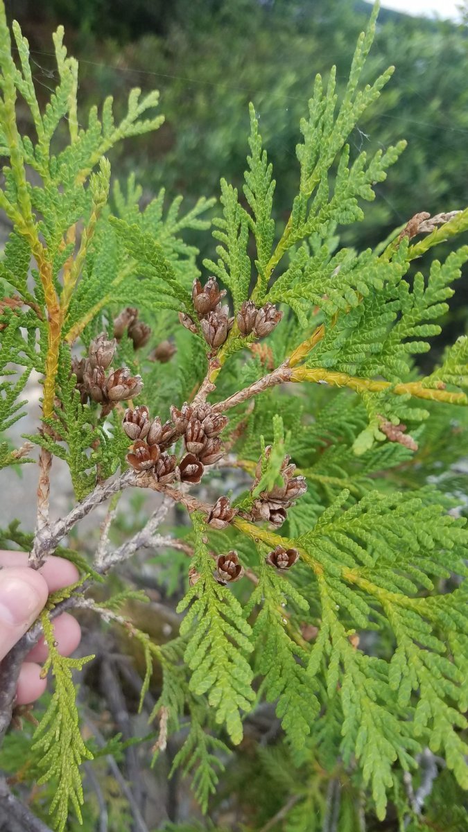 Туя западная - фото 7