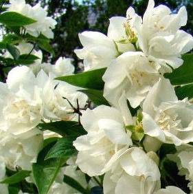 Чубушник венечный Салют