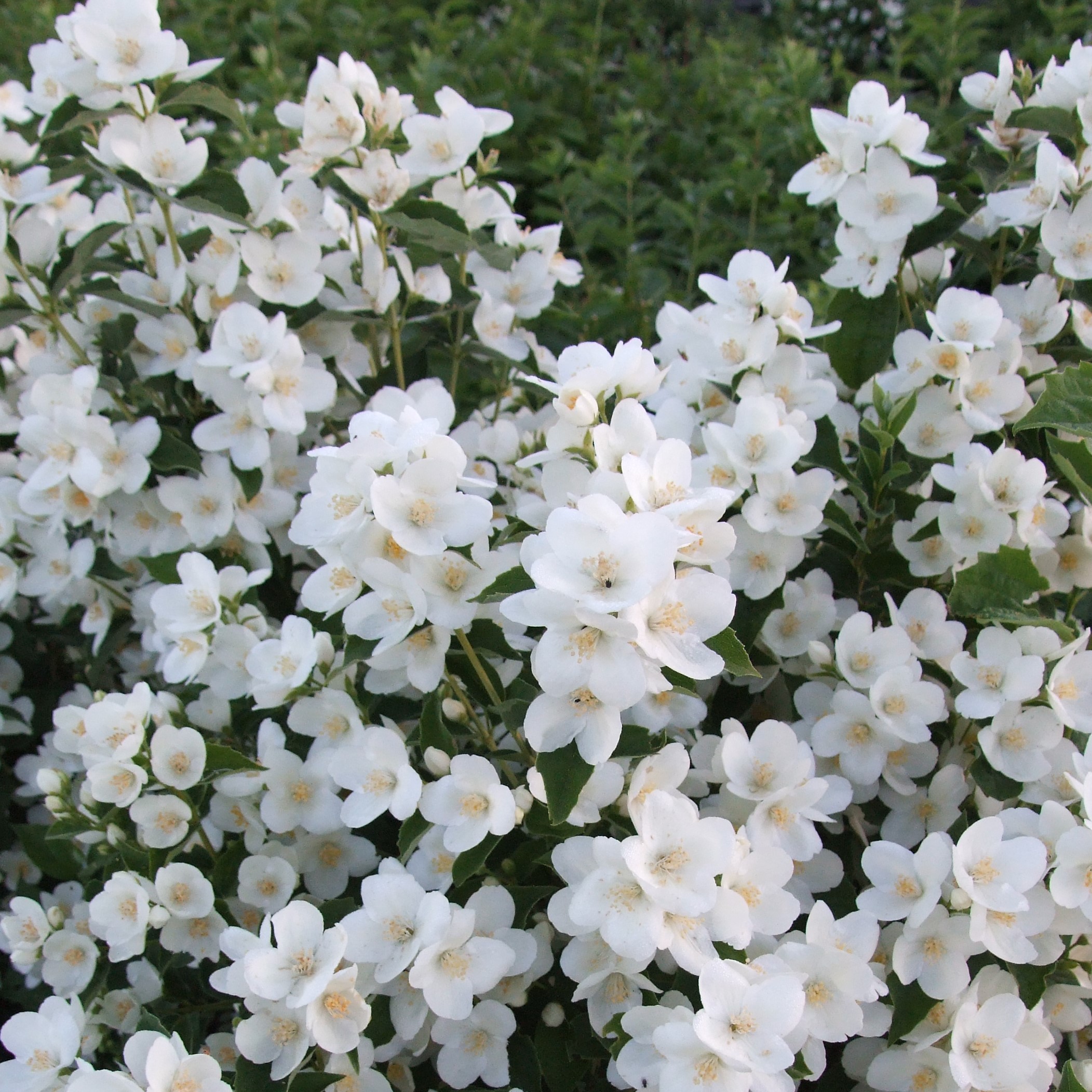 Чубушник венечный Снежки