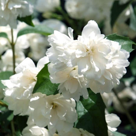 Чубушник венечный Шнеештурм