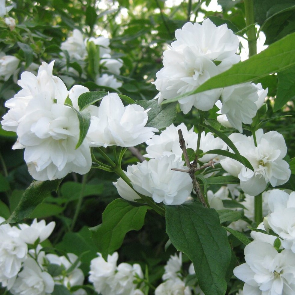 Чубушник гибридный Мажори