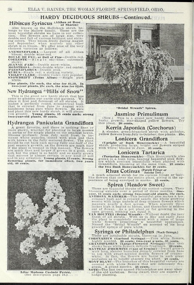 Чубушник гибридный Манто Д'Эрмин