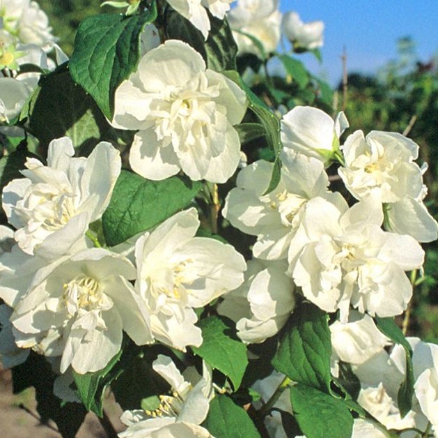 Чубушник гибридный Манто Д'Эрмин