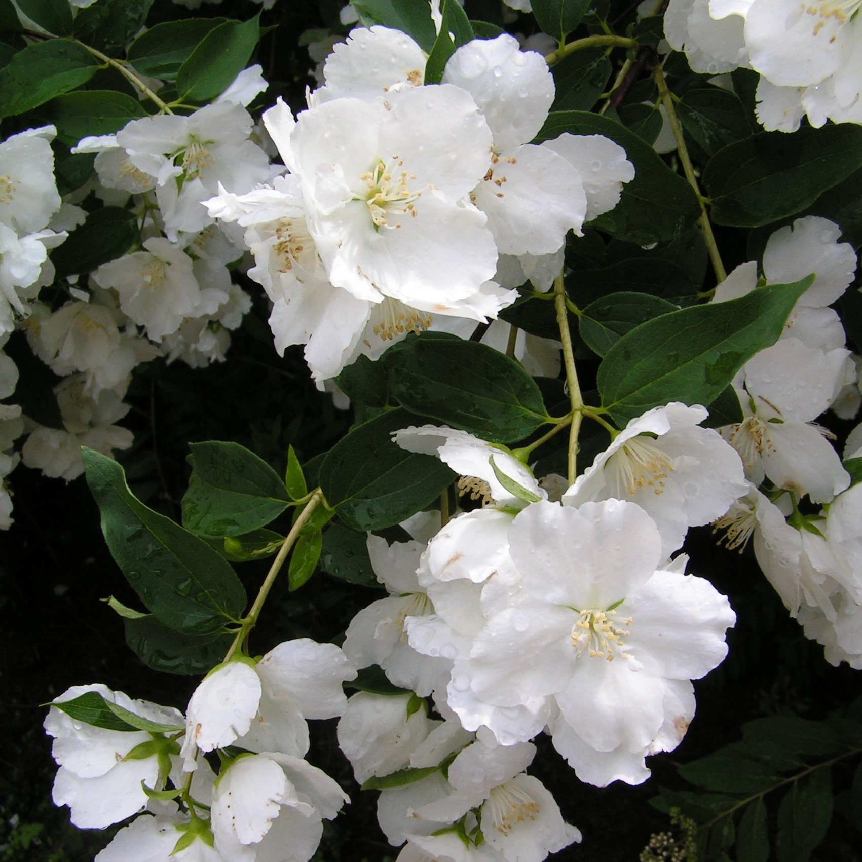 Чубушник лемуана Мон Блан