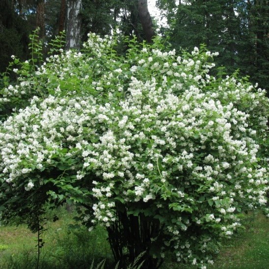 Чубушник лемуана Снежная Лавина