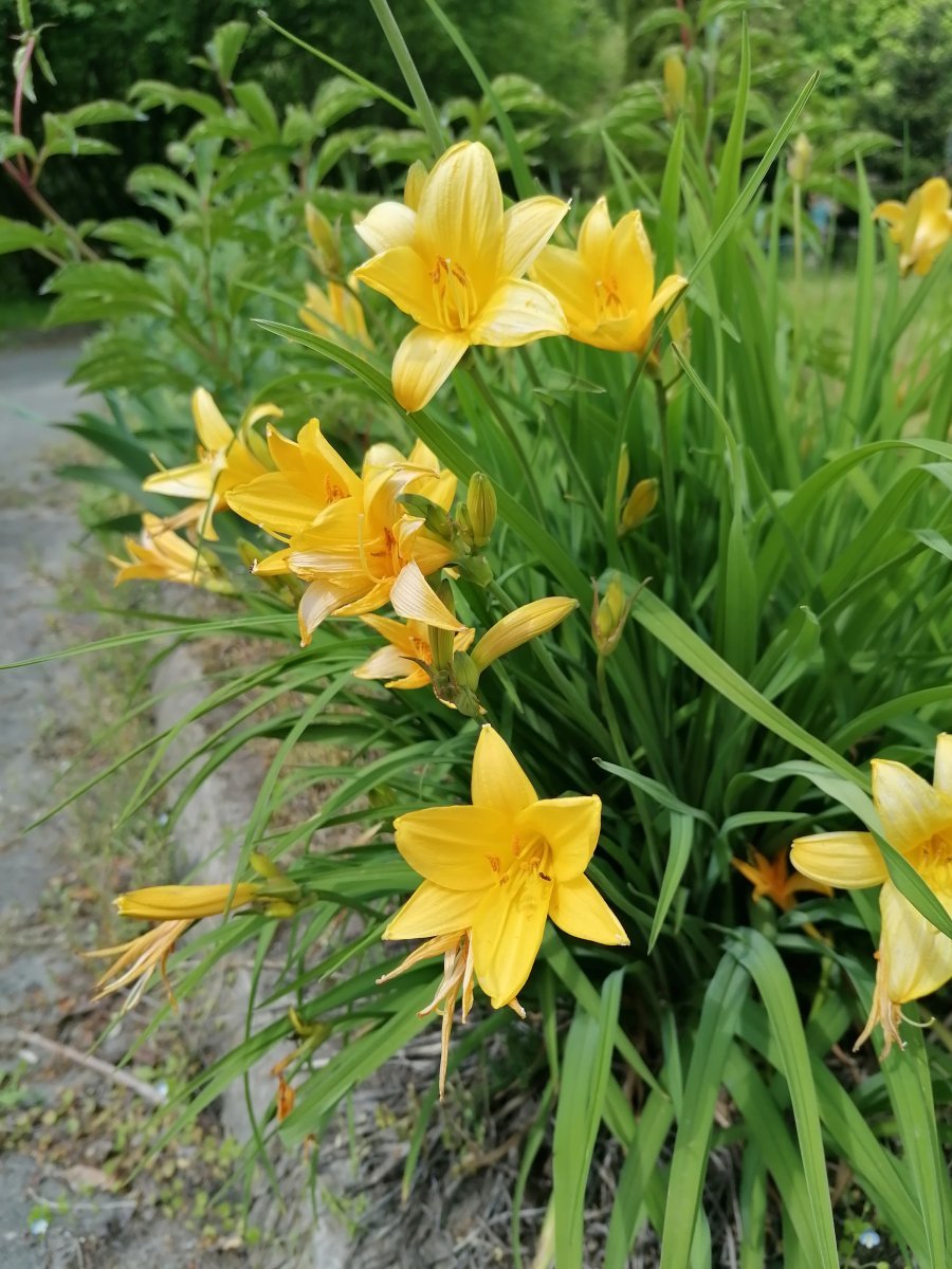 Лилейник гибридный - фото 2