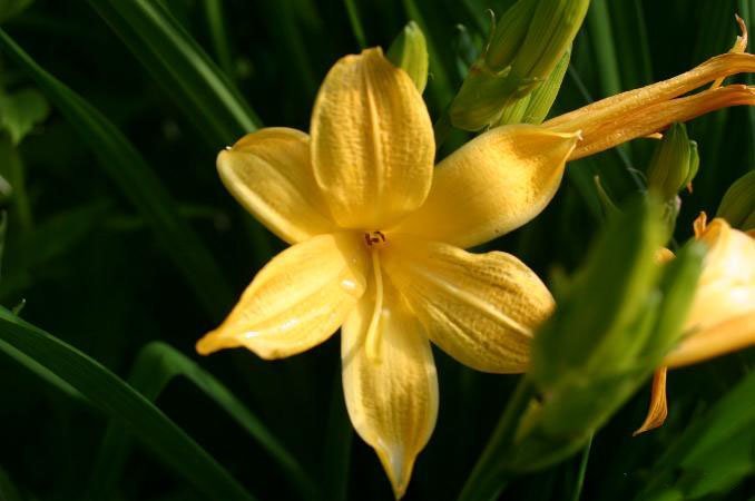 Лилейник гибридный - фото 5