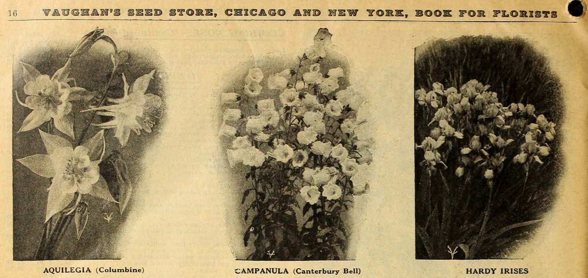 Лилейник гибридный - фото 3