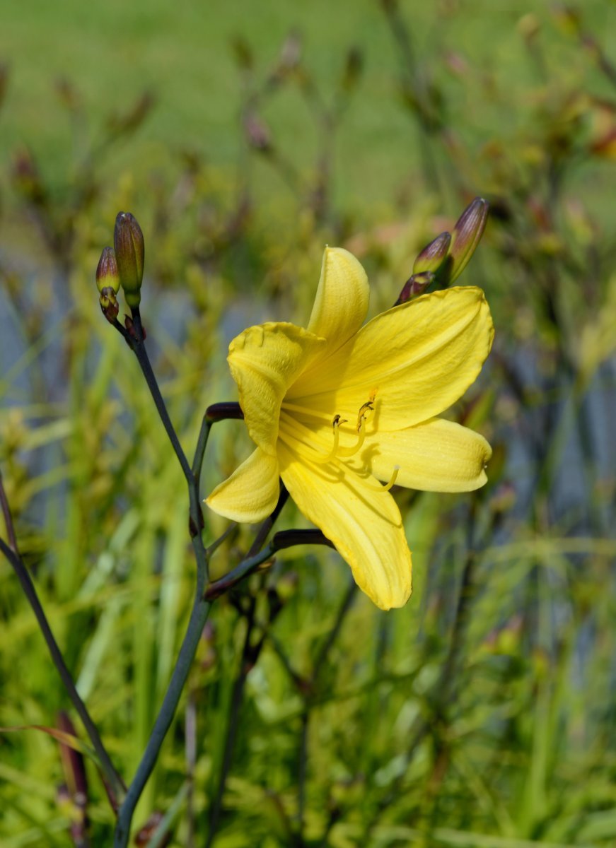 Лилейник гибридный - фото 7
