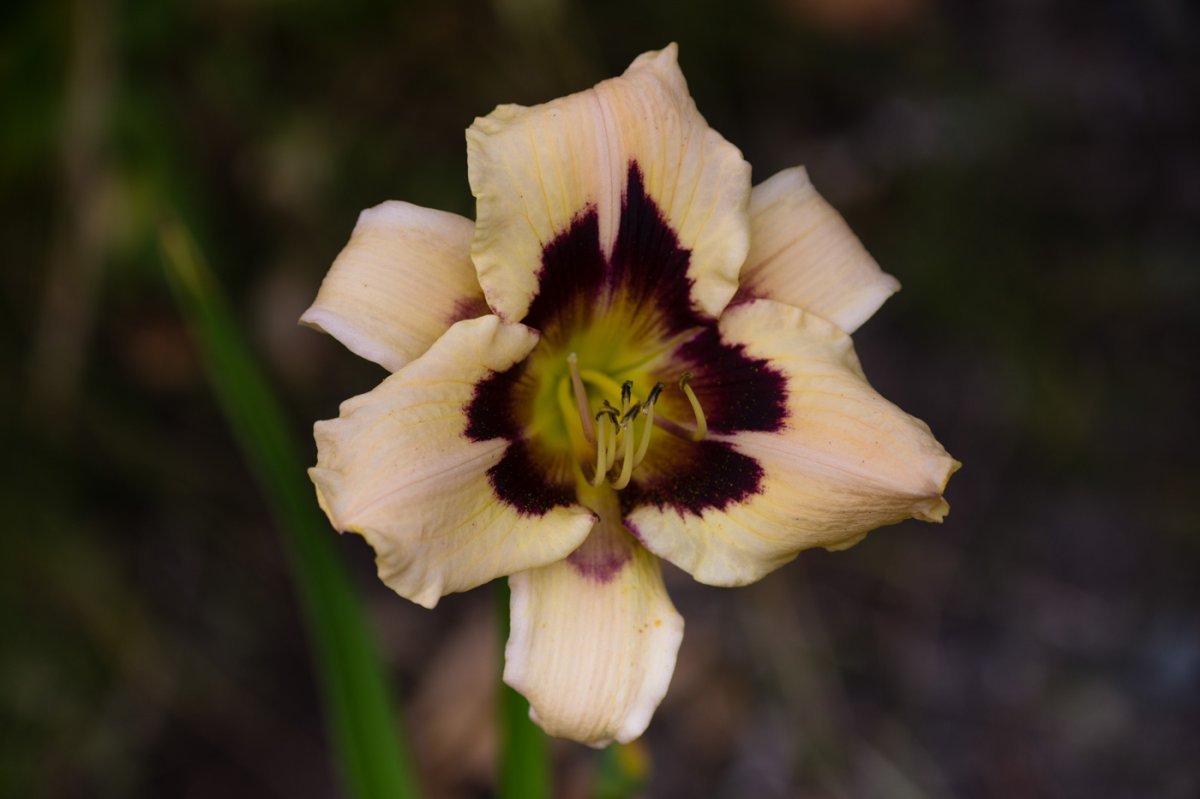 Лилейник гибридный