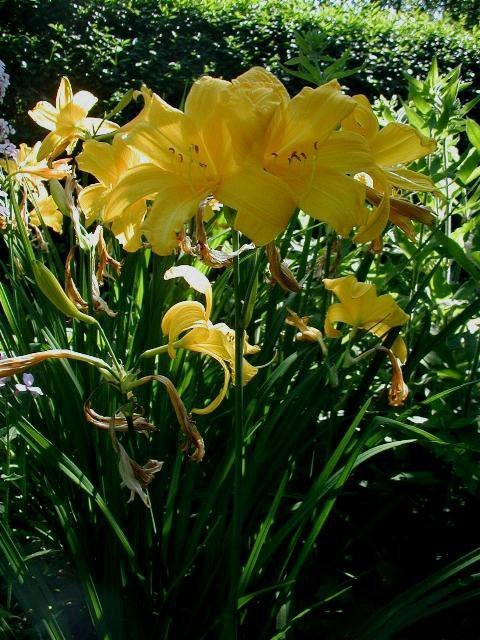 Лилейник гибридный - фото 6