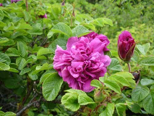 Шиповник Ханса - фото 4