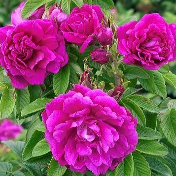 Шиповник Ханса