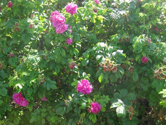 Шиповник Ханса - фото 3