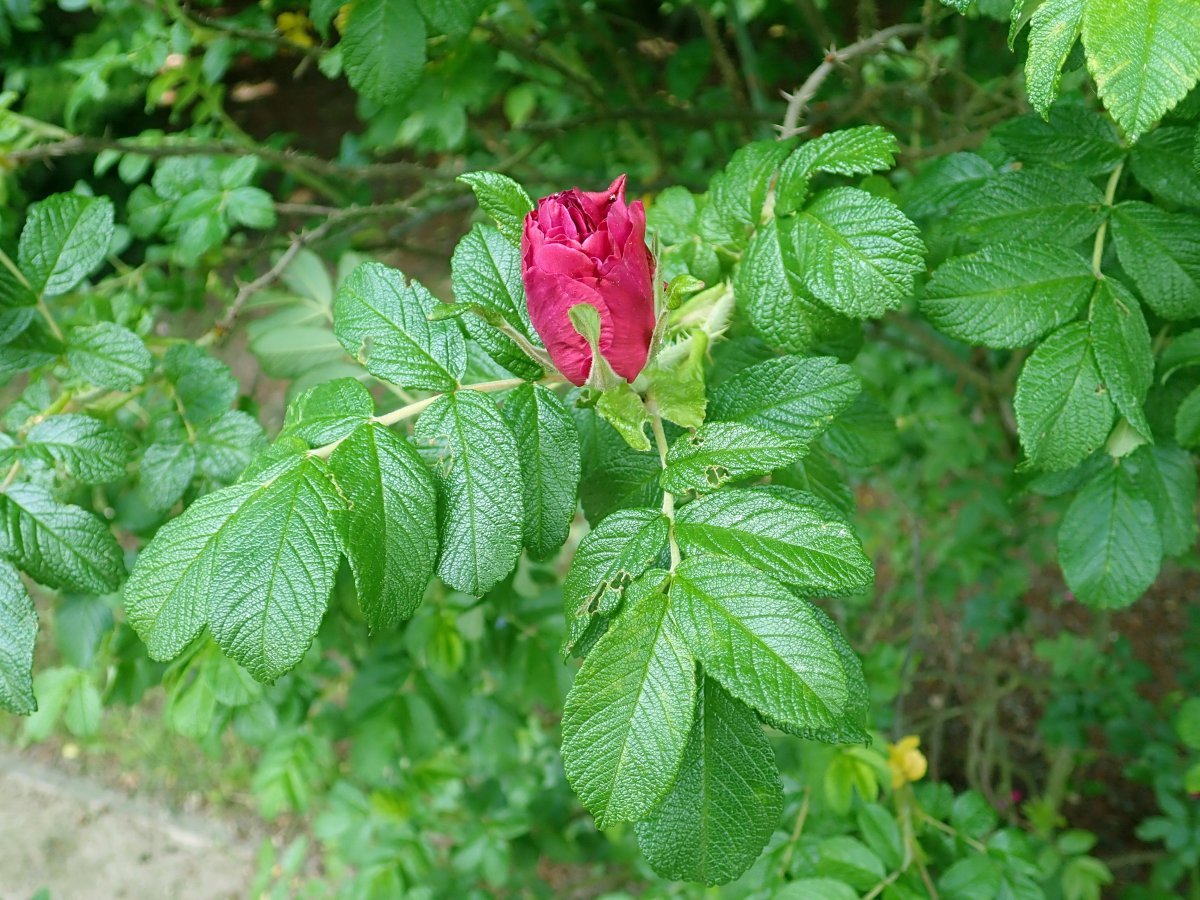 Шиповник Ханса - фото 5