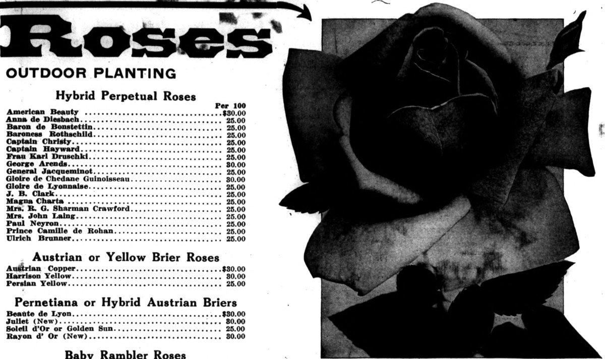 Шиповник Ханса