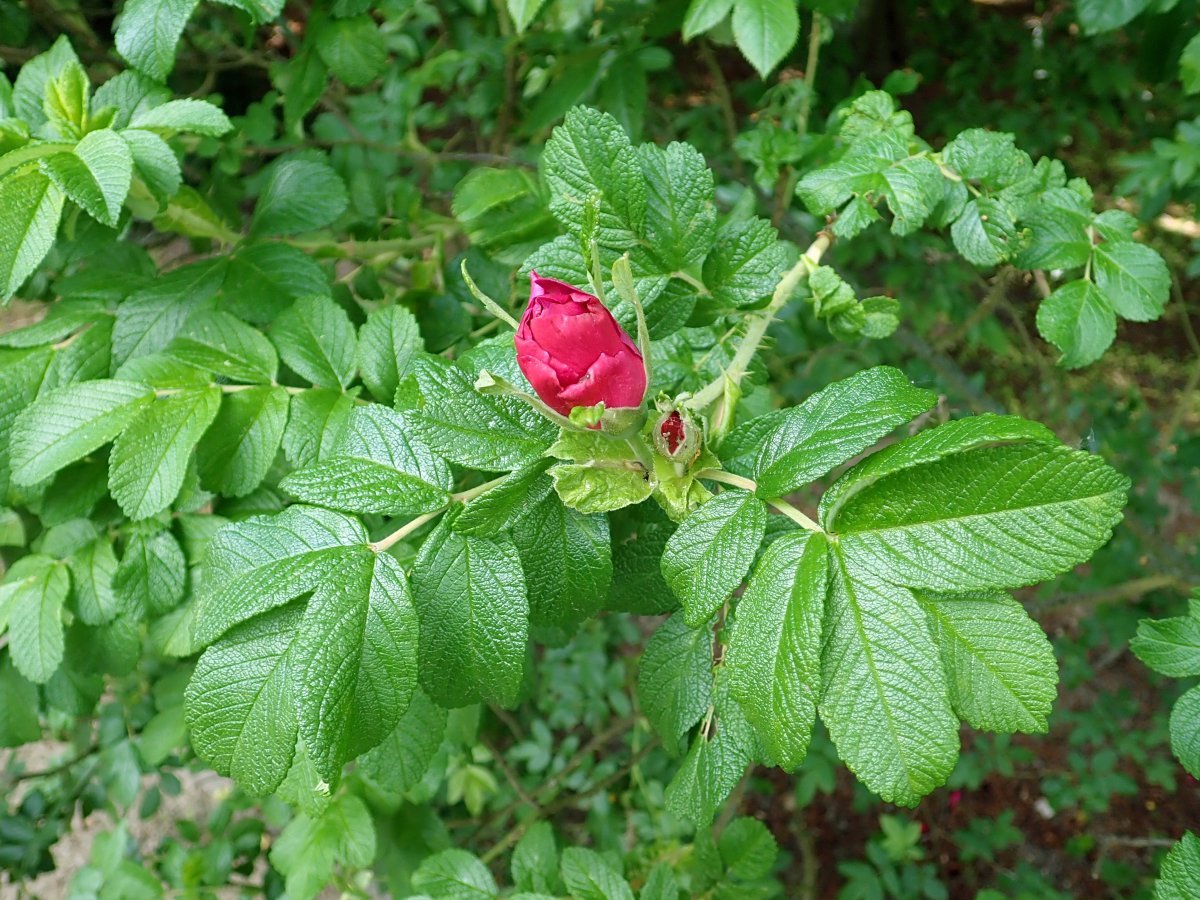 Шиповник Ханса - фото 6