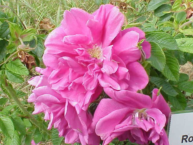 Шиповник Ханса - фото 10