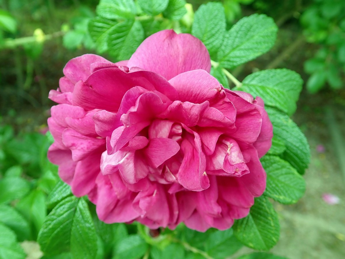 Шиповник Ханса - фото 9