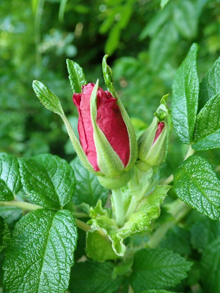 Шиповник Ханса - фото 7