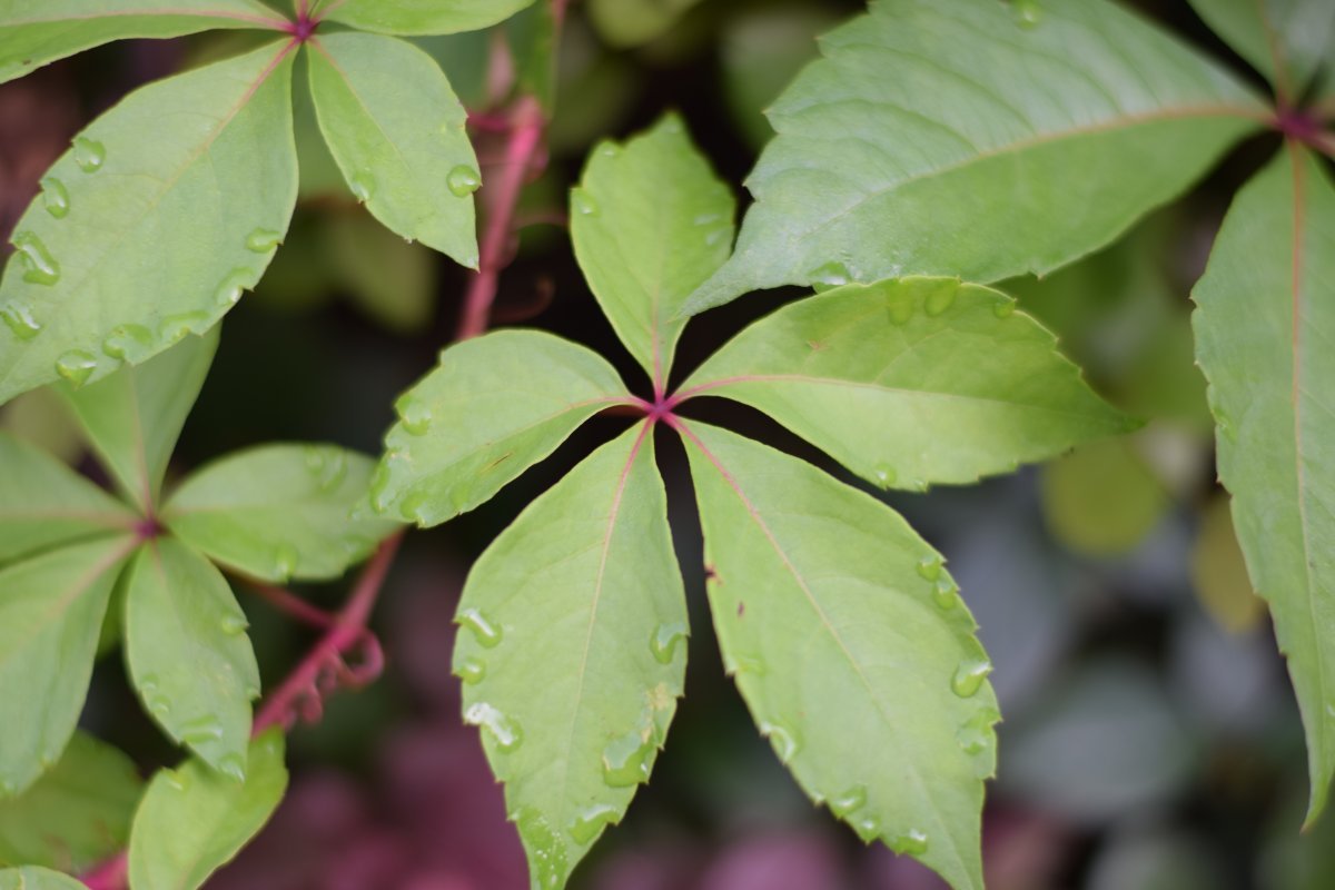 Девичий виноград пятилисточковый - фото 11