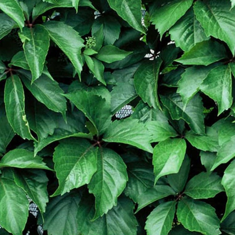 Девичий виноград пятилисточковый