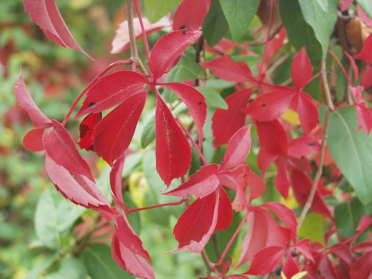 Девичий виноград пятилисточковый - фото 3